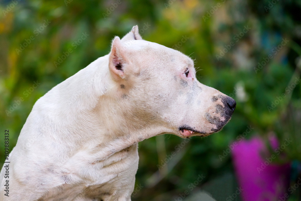 Closeup portrait of white staffordshire terrier. American staffordshire in garden or park