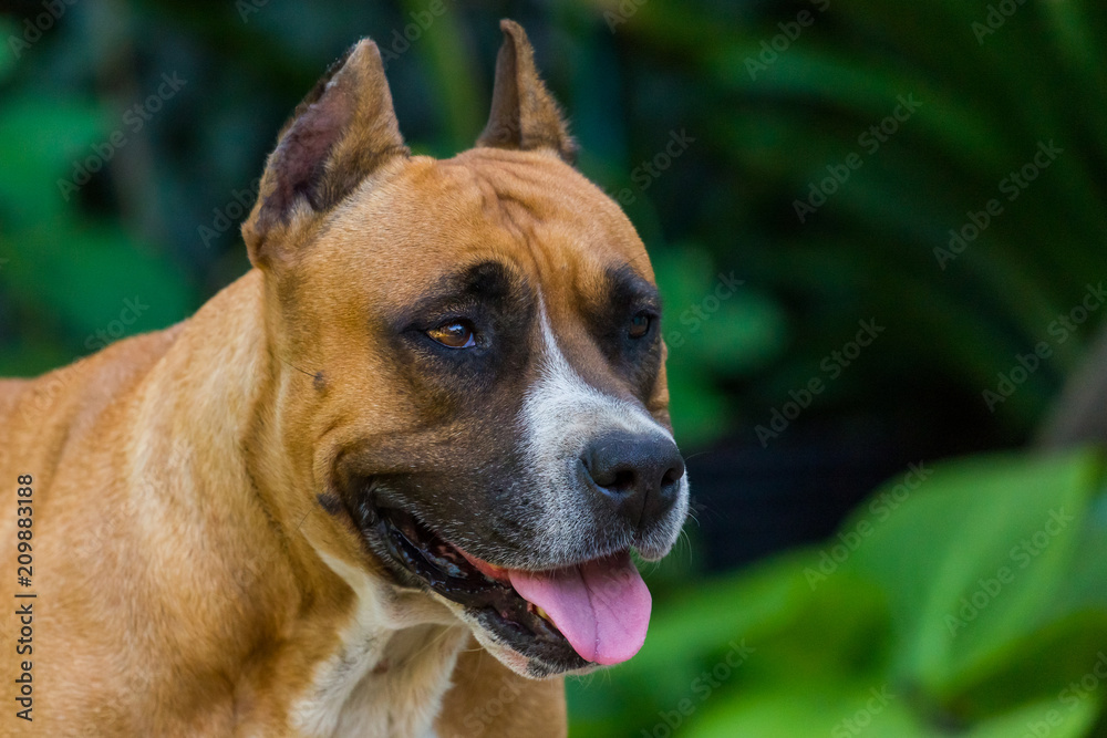 Closeup portrait of staffordshire terrier. American staffordshire in garden or park