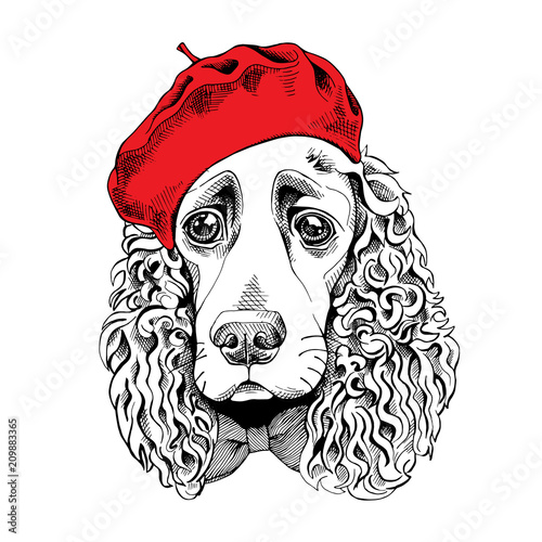 Portrait of a Spaniel dog in a red cap. Vector illustration.