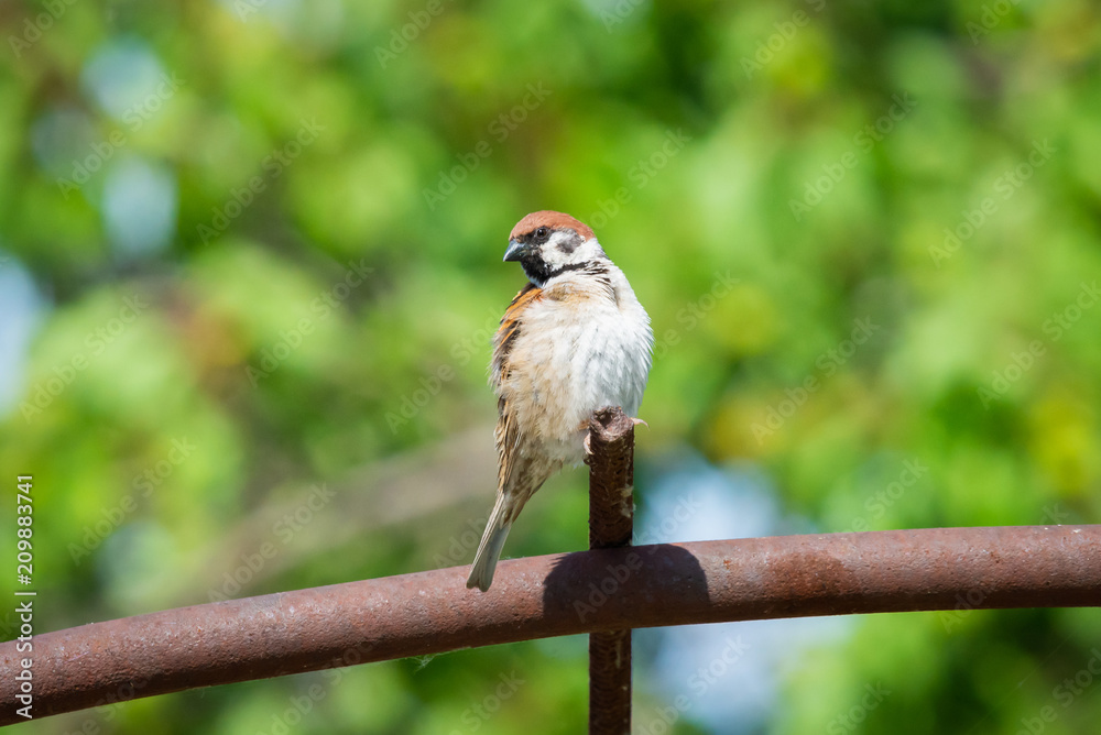 Fototapeta premium Fat Sparrow on metall pipe