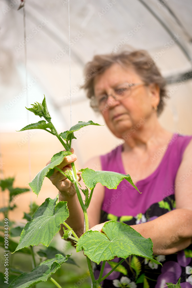 Obraz premium Elderly caucasian woman gardener in greenhouse checking cucumber plants - agriculture farming small business owner concept.