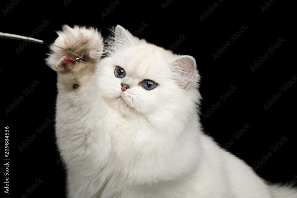 Portrait of Furry British breed Cat White color with Blue eyes, Raising paw on Isolated Black Background, front view
