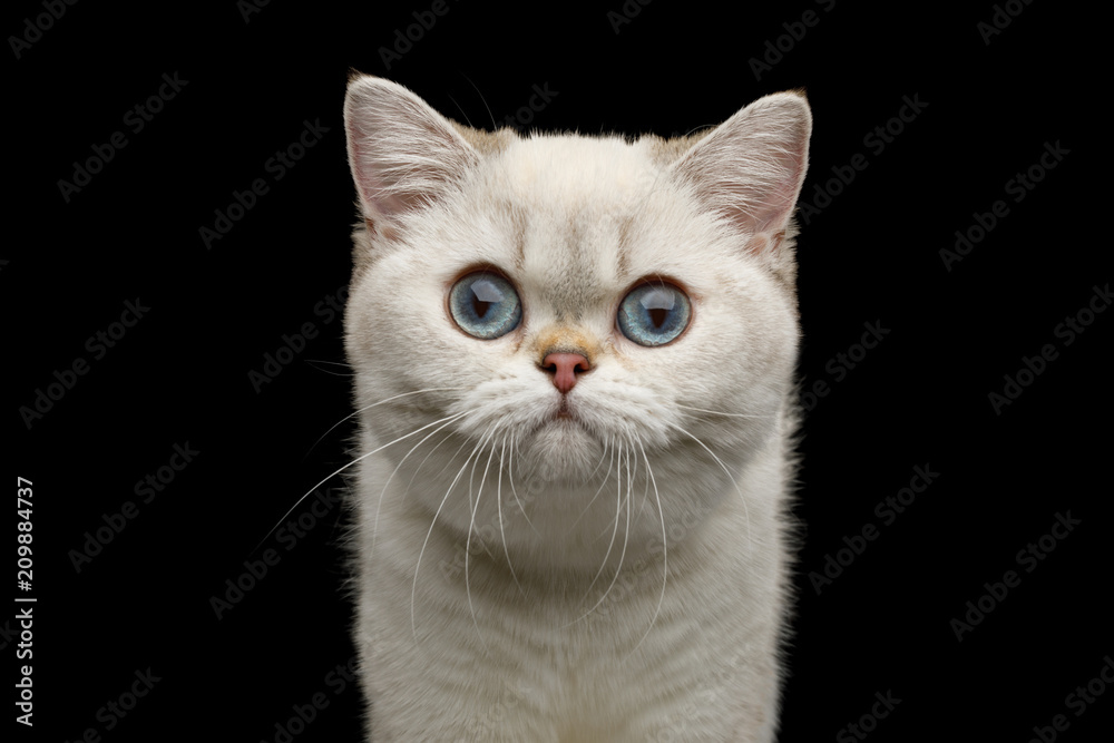 Adorable Portrait of British breed Cat White color with Blue eyes, Stare in Camera on Isolated Black Background, front view