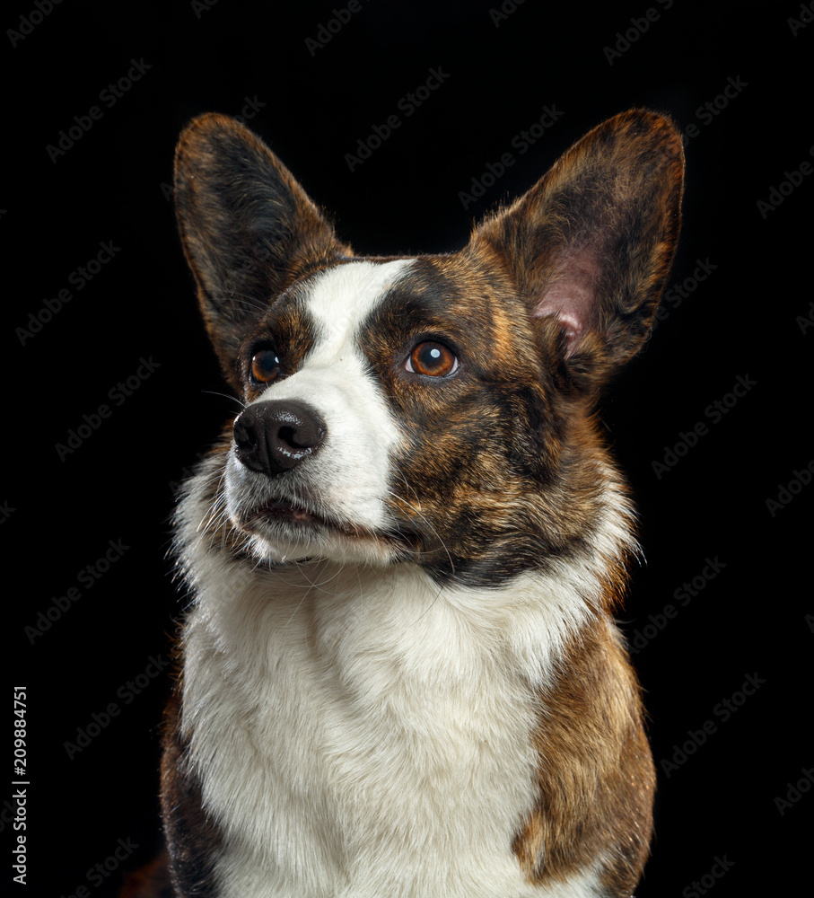 Welsh Corgi Cardigan Dog Isolated on Black Background in studio Welsh Corgi Cardigan Dog Isolated on Black Background in studio