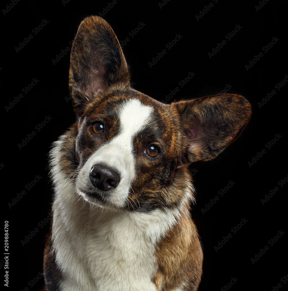 Welsh Corgi Cardigan Dog Isolated on Black Background in studio Welsh Corgi Cardigan Dog Isolated on Black Background in studio