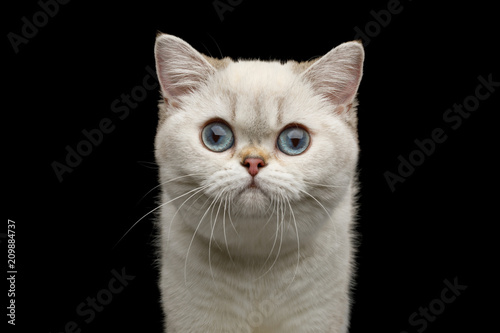 Fototapeta Naklejka Na Ścianę i Meble -  Adorable Portrait of British breed Cat White color with Blue eyes, Stare in Camera on Isolated Black Background, front view