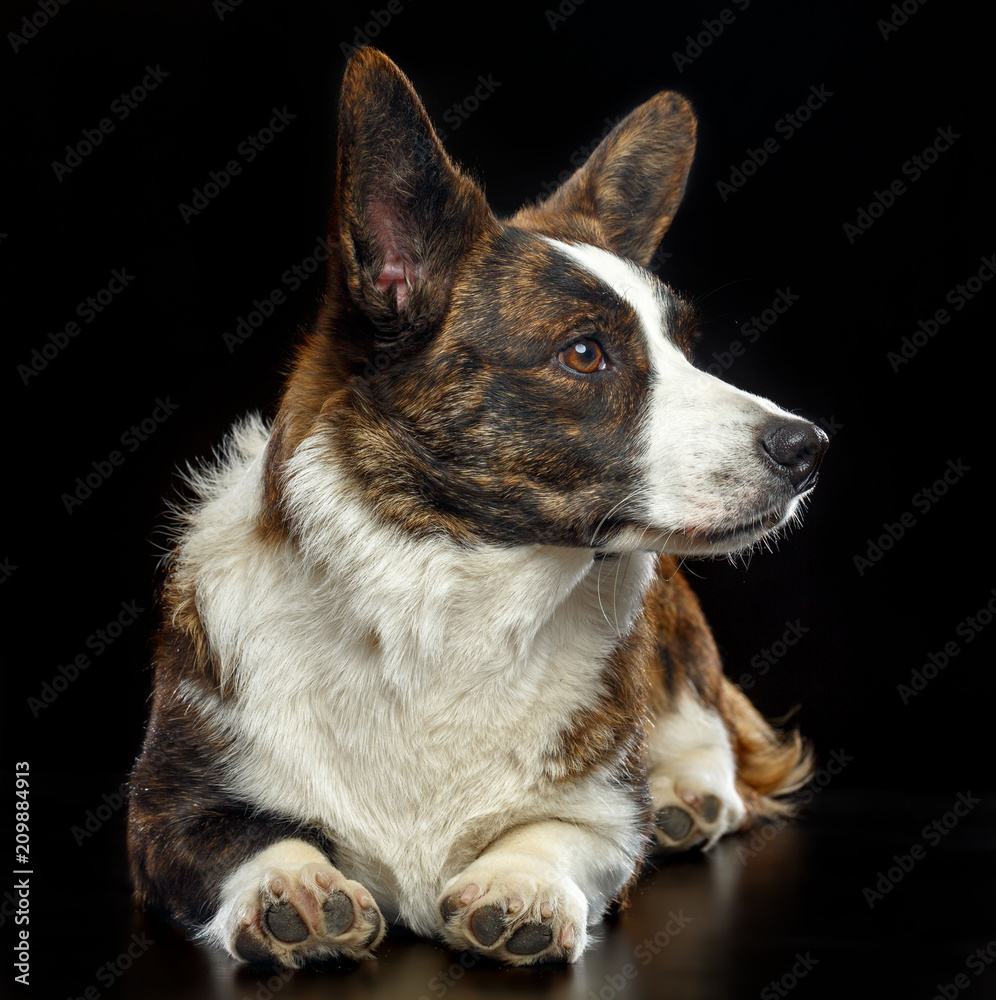 Welsh Corgi Cardigan Dog Isolated on Black Background in studio Welsh Corgi Cardigan Dog Isolated on Black Background in studio