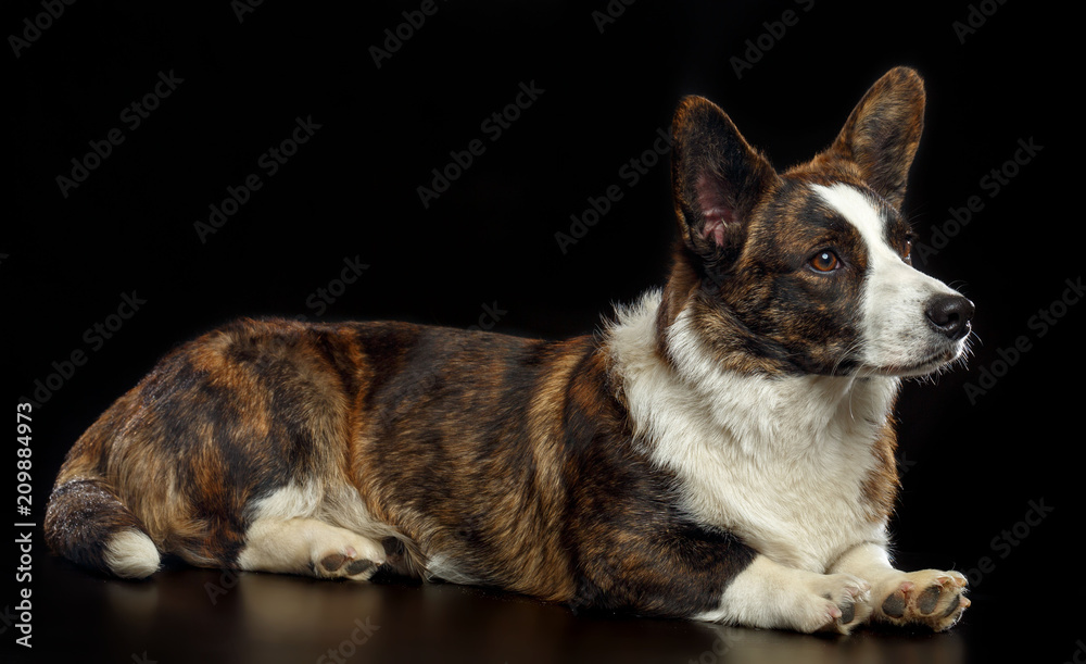 Welsh Corgi Cardigan Dog Isolated on Black Background in studio Welsh Corgi Cardigan Dog Isolated on Black Background in studio