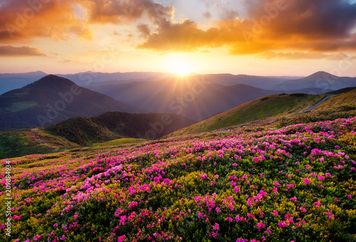 Mountains during flowers blossom and sunrise. Beautiful natural landscape at the summer time