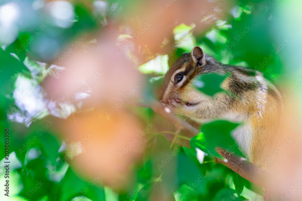 Obraz premium りす物語