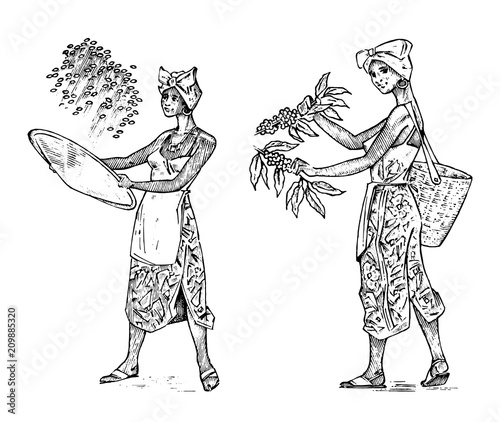 Woman farmer holds a basket of coffee beans. Asian rice or cocoa plantation and harvesting. Working on Field. Vintage style. Engraved hand drawn sketch for label and bottle design.
