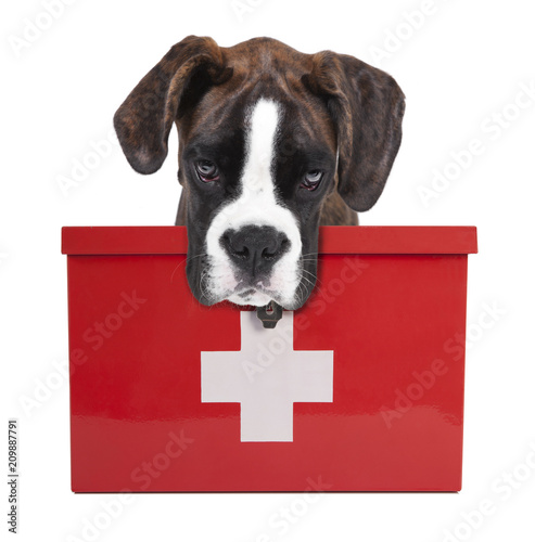 Fototapeta Naklejka Na Ścianę i Meble -  Dog with medicine box