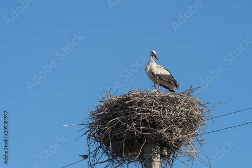 White Stork in the nest on electric pole