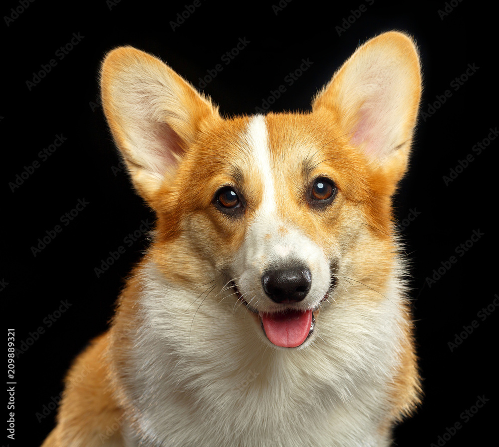 Welsh Corgi Pembroke Dog Isolated on Black Background in studio Welsh Corgi Pembroke Dog Isolated on Black Background in studio