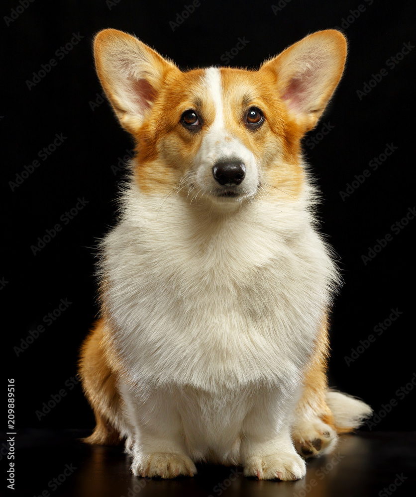 Welsh Corgi Pembroke Dog Isolated on Black Background in studio Welsh Corgi Pembroke Dog Isolated on Black Background in studio