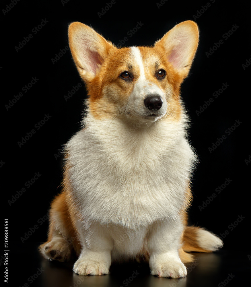 Welsh Corgi Pembroke Dog  Isolated  on Black Background in studio