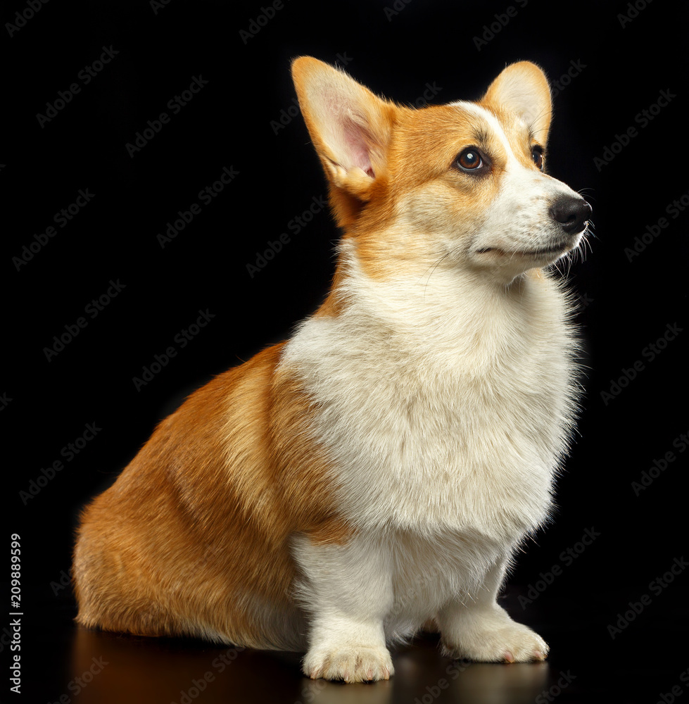 Welsh Corgi Pembroke Dog  Isolated  on Black Background in studio