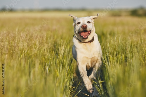 Happy dog in countryside