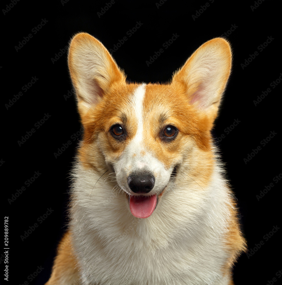 Welsh Corgi Pembroke Dog Isolated on Black Background in studio Welsh Corgi Pembroke Dog Isolated on Black Background in studio