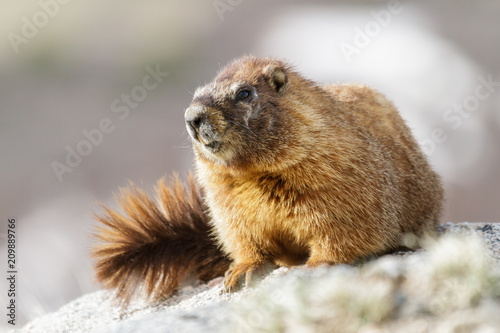 Marmot Resting on Rock at the Top of Mount Evans, Colorado © Gary