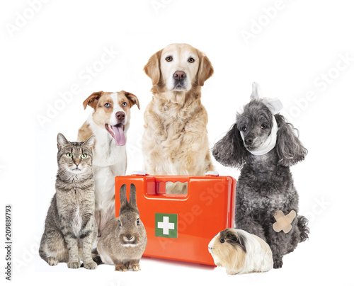 Fototapeta Naklejka Na Ścianę i Meble -  many animals first aid box