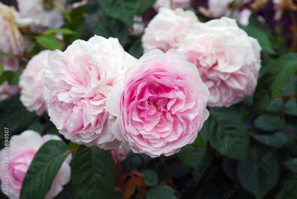 english shrub pink Olivia rose Austin