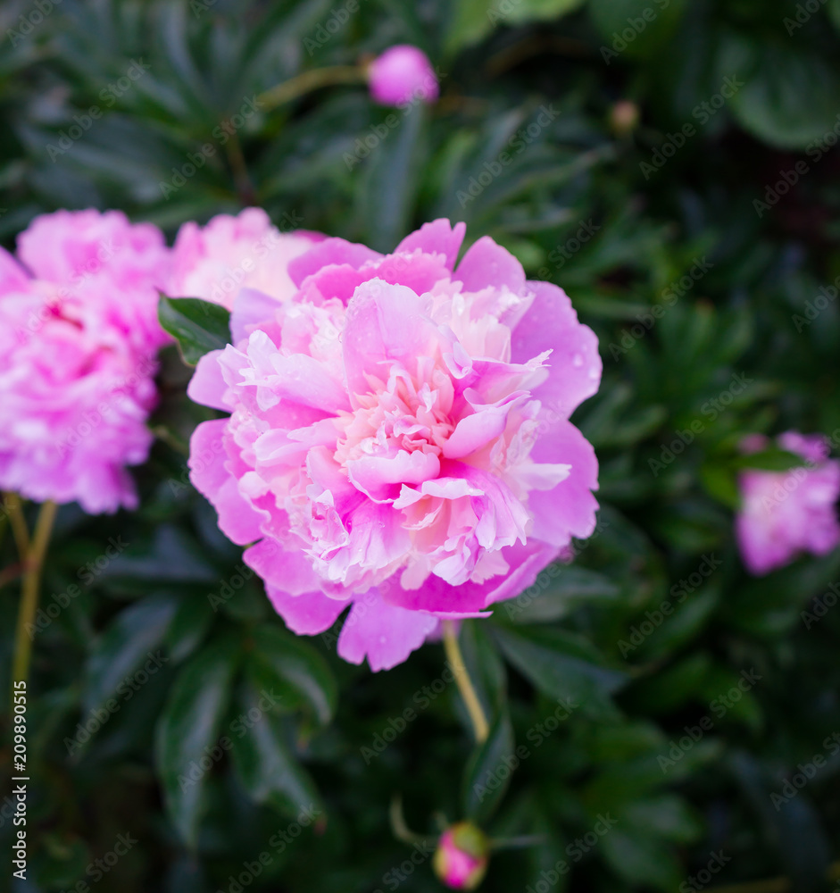 Delicate pink peonies in the garden. Delicate pink peonies in the garden.