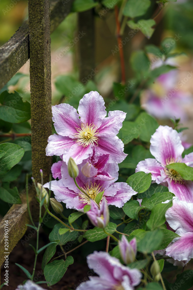beautiful deep pink, Purple flower Clematis in garden beautiful deep pink, Purple flower Clematis in garden