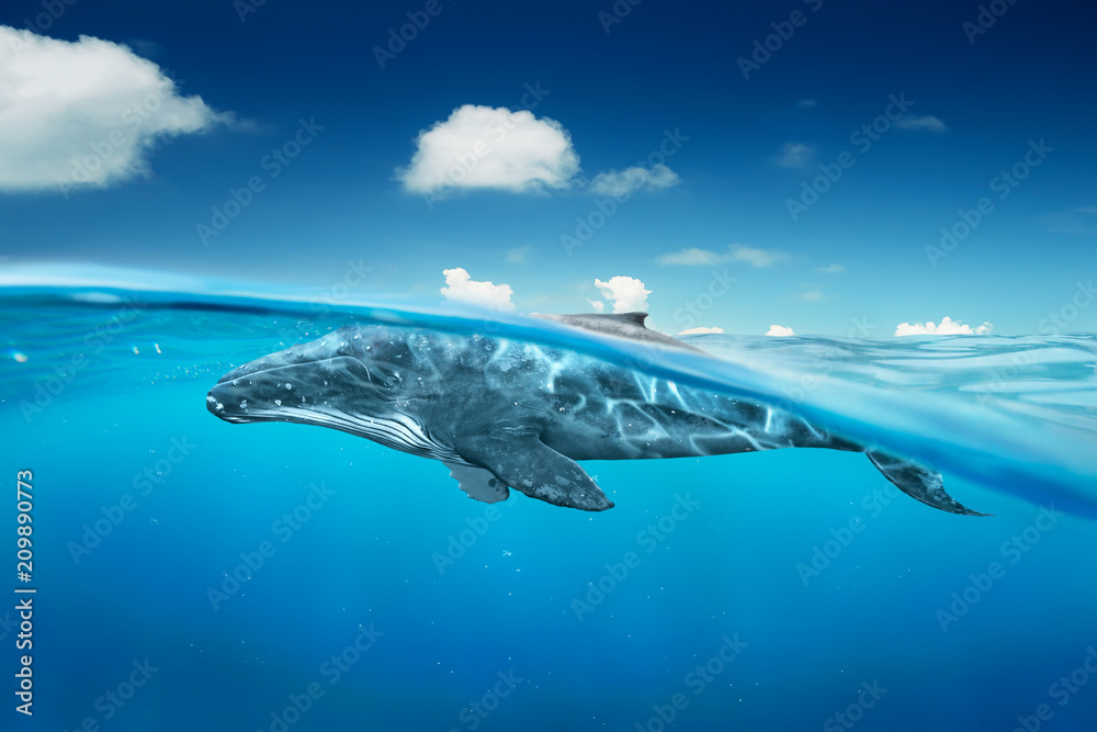 Fototapeta premium wieloryb w oceanie z półkątem.