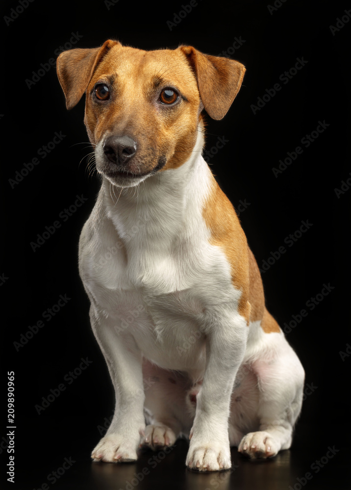 Jack Russell Terrier Dog on Isolated Black Background in studio Jack Russell Terrier Dog on Isolated Black Background in studio