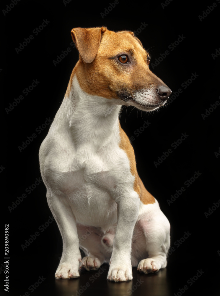 Black russell cheap terrier