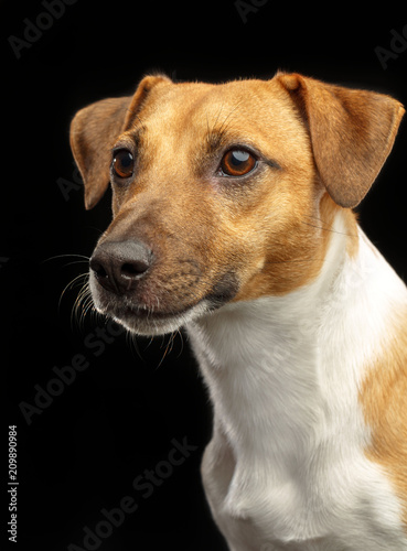Jack Russell Terrier Dog on Isolated Black Background in studio © TrapezaStudio