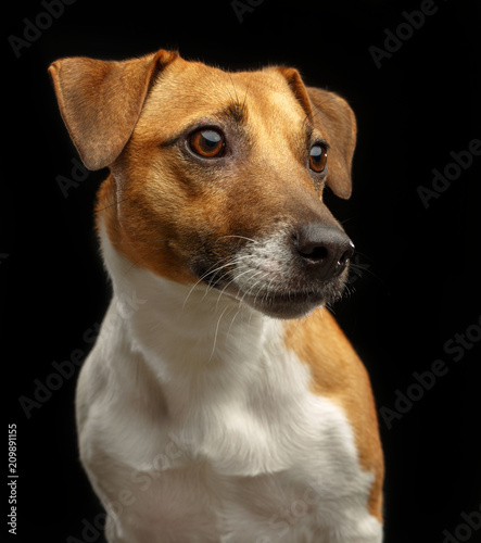 Jack Russell Terrier Dog on Isolated Black Background in studio © TrapezaStudio