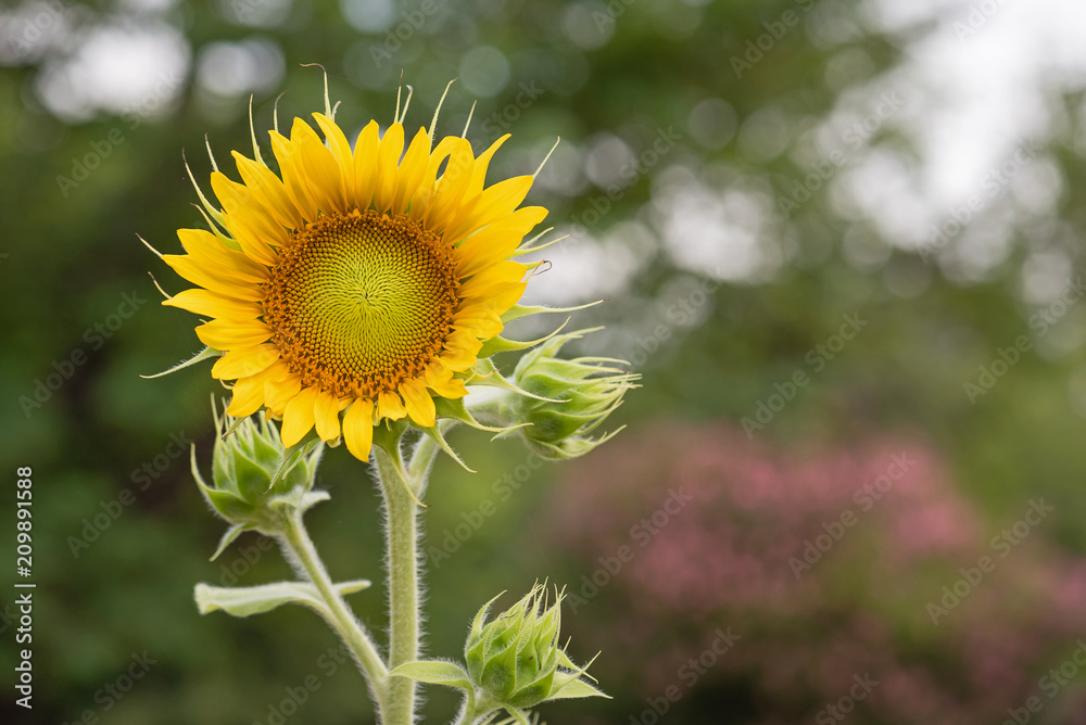 Sunflower Left Frame with Soft Green and Pink Background Sunflower Left Frame with Soft Green and Pink Background
