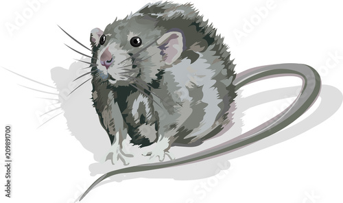 Rat vector illustration isolated on white background