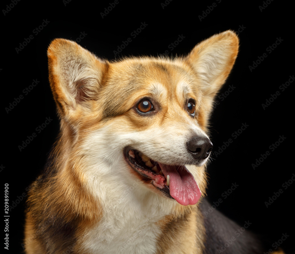 Welsh Corgi Pembroke Dog Isolated on Black Background in studio Welsh Corgi Pembroke Dog Isolated on Black Background in studio