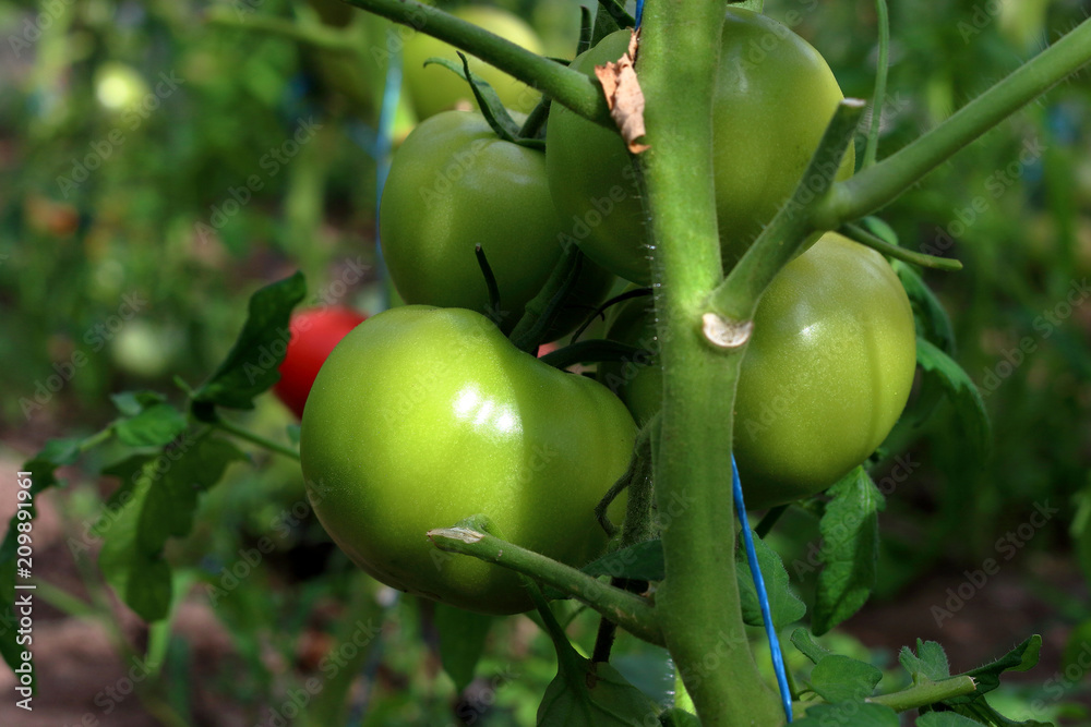 Closeup group of young green tomatoes growing in greenhouse. Green tomatoes plantation. Organic farming. Agriculture concept. Unripe tomatoes fruit on green stems