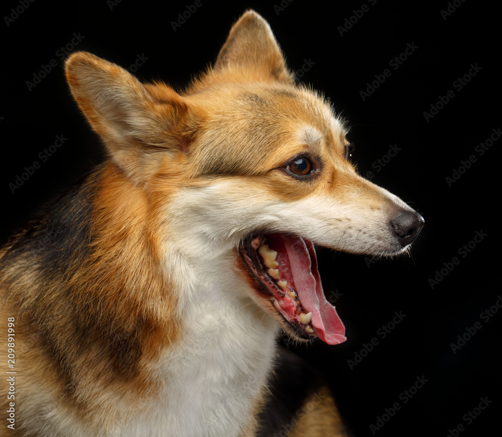 Welsh Corgi Pembroke Dog  Isolated  on Black Background in studio