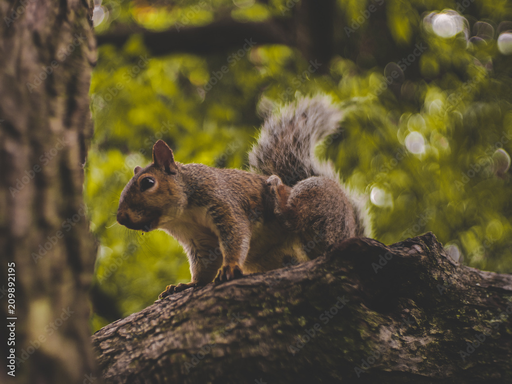 Squirrel Squirrel
