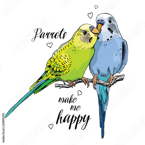 Two Beautiful little green and blue Wavy Parrots kiss. Vector illustration.