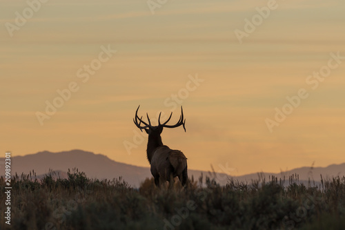 Fototapeta Bull Elk Silhouetted at Sunrise