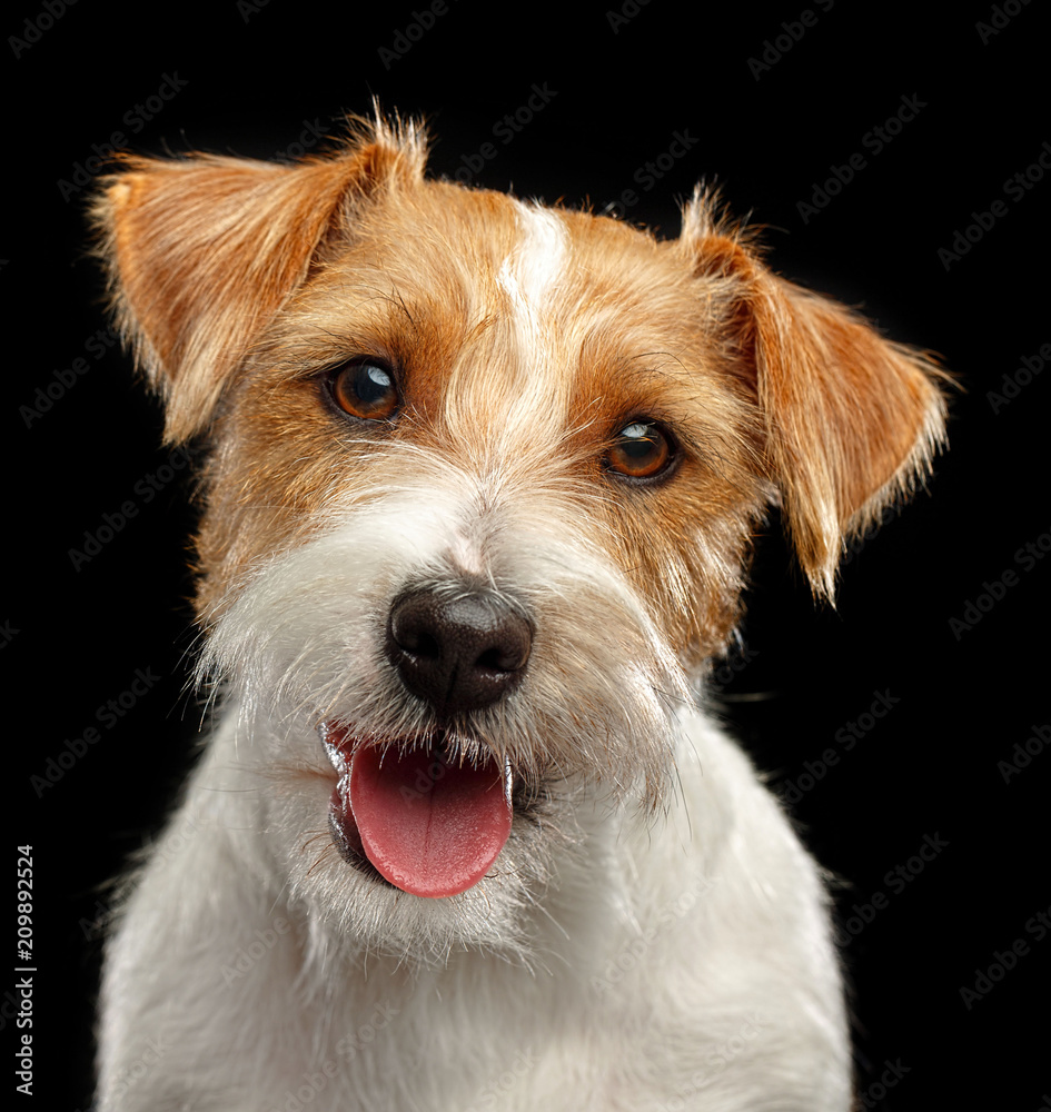 Jack Russell Terrier Dog on Isolated Black Background in studio Jack Russell Terrier Dog on Isolated Black Background in studio