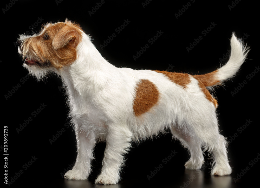 Jack Russell Terrier Dog on Isolated Black Background in studio - obrazy, fototapety, plakaty 