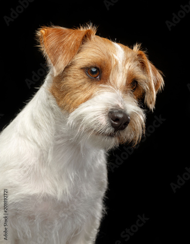 Jack Russell Terrier Dog on Isolated Black Background in studio