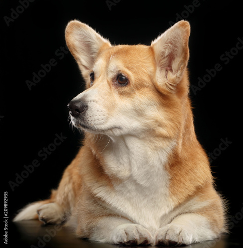 Welsh Corgi Pembroke Dog Isolated on Black Background in studio