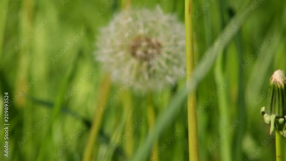 Overview Green large field with white fluffy dandelions Overview Green large field with white fluffy dandelions