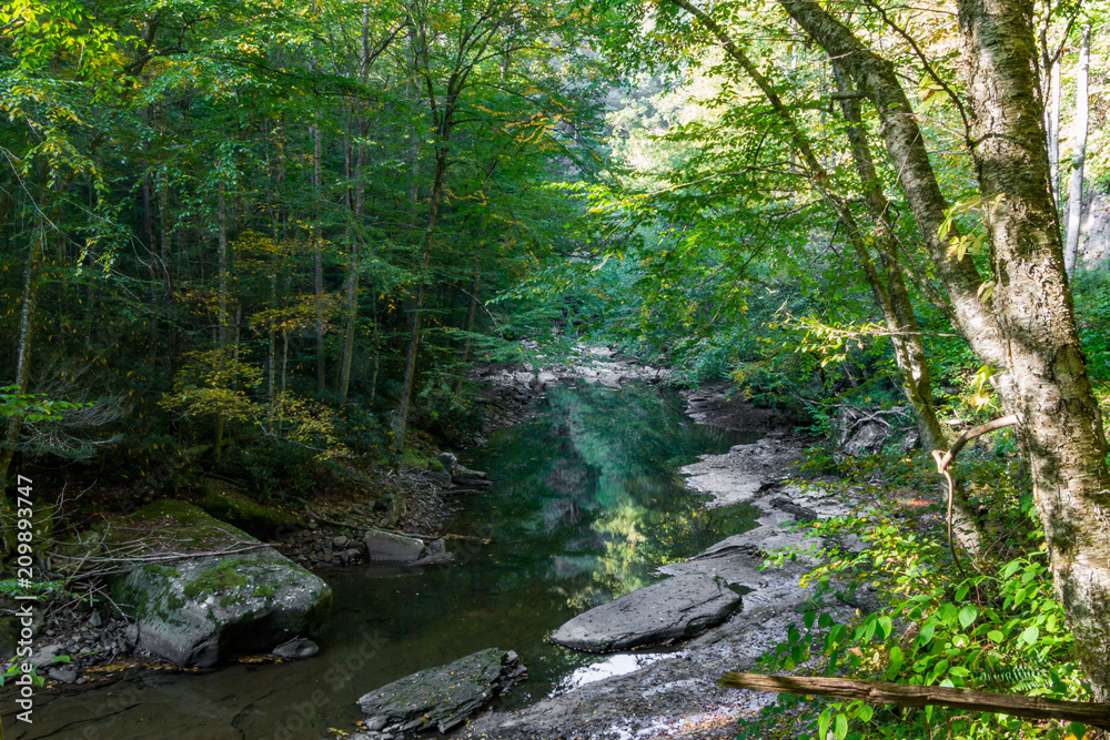 River or stream cutting through a forest with sunlit trees and a large reflective pool of water. River or stream cutting through a forest with sunlit trees and a large reflective pool of water.