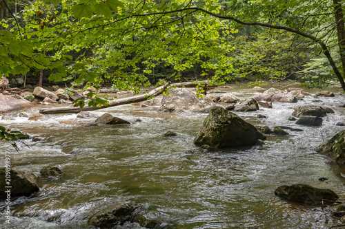 At the side of a stream or river with overhanging green trees.