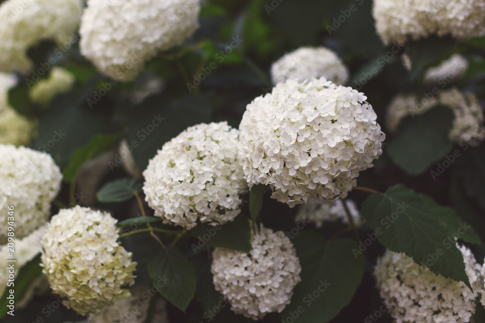 The bush of blooming white Japanese hydrangeas ajisai. Many flowers. Hydrangeas festival. Japanese matsuri The bush of blooming white Japanese hydrangeas ajisai. Many flowers. Hydrangeas festival. Japanese matsuri