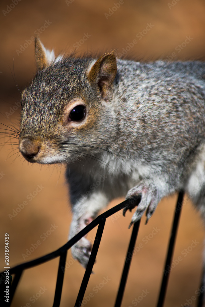Obraz premium Close up of a squirrel sitting on a fence
